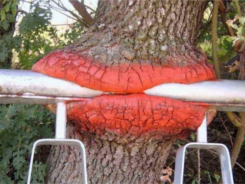 Tree Lips.jpg (91 KB)